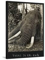 Tusks 70 Lbs Each, c.1930-null-Stretched Canvas
