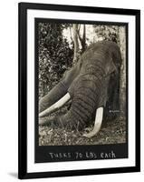 Tusks 70 Lbs Each, c.1930-null-Framed Giclee Print
