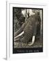 Tusks 70 Lbs Each, c.1930-null-Framed Giclee Print