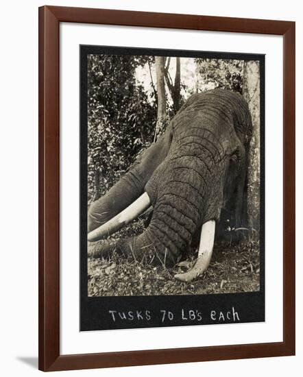 Tusks 70 Lbs Each, c.1930-null-Framed Giclee Print