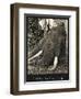 Tusks 70 Lbs Each, c.1930-null-Framed Giclee Print