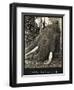 Tusks 70 Lbs Each, c.1930-null-Framed Giclee Print