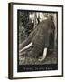 Tusks 70 Lbs Each, c.1930-null-Framed Giclee Print