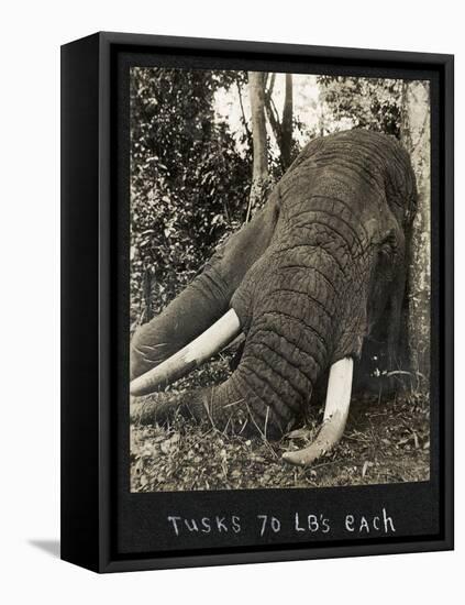 Tusks 70 Lbs Each, c.1930-null-Framed Stretched Canvas