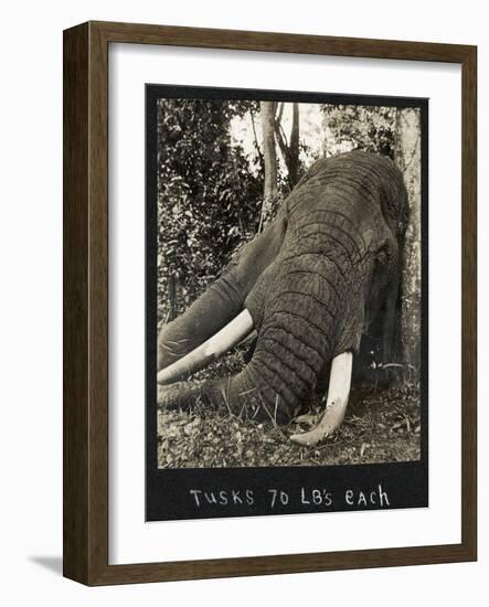 Tusks 70 Lbs Each, c.1930-null-Framed Giclee Print