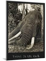 Tusks 70 Lbs Each, c.1930-null-Mounted Giclee Print
