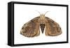 Tussock Moth (Hemerocampa Leucostigma), Insects-Encyclopaedia Britannica-Framed Stretched Canvas