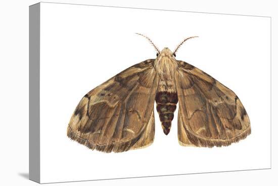 Tussock Moth (Hemerocampa Leucostigma), Insects-Encyclopaedia Britannica-Stretched Canvas