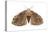 Tussock Moth (Hemerocampa Leucostigma), Insects-Encyclopaedia Britannica-Stretched Canvas