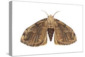 Tussock Moth (Hemerocampa Leucostigma), Insects-Encyclopaedia Britannica-Stretched Canvas