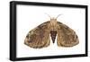 Tussock Moth (Hemerocampa Leucostigma), Insects-Encyclopaedia Britannica-Framed Poster