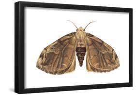 Tussock Moth (Hemerocampa Leucostigma), Insects-Encyclopaedia Britannica-Framed Poster