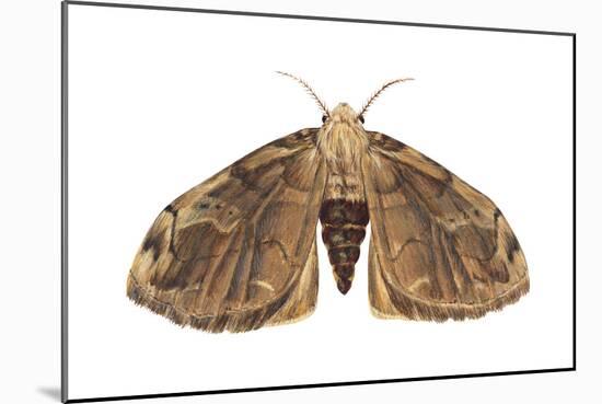 Tussock Moth (Hemerocampa Leucostigma), Insects-Encyclopaedia Britannica-Mounted Poster