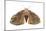 Tussock Moth (Hemerocampa Leucostigma), Insects-Encyclopaedia Britannica-Mounted Poster