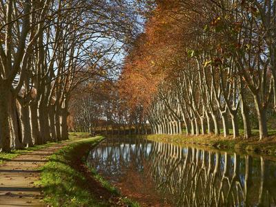 Yellow and Red Leaves in Autumn Along the Canal Du Midi, UNESCO World Heritage Site, Aude, Languedo