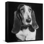 TV Star Dog J. J. Morgan Posing for a "Life" Picture-Walter Sanders-Framed Stretched Canvas