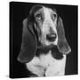 TV Star Dog J. J. Morgan Posing for a "Life" Picture-Walter Sanders-Stretched Canvas