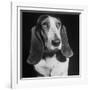 TV Star Dog J. J. Morgan Posing for a "Life" Picture-Walter Sanders-Framed Premium Photographic Print