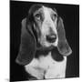 TV Star Dog J. J. Morgan Posing for a "Life" Picture-Walter Sanders-Mounted Premium Photographic Print