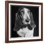 TV Star Dog J. J. Morgan Posing for a "Life" Picture-Walter Sanders-Framed Premium Photographic Print