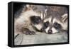 Tw Baby Raccoon-EEI_Tony-Framed Stretched Canvas