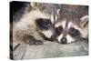 Tw Baby Raccoon-EEI_Tony-Stretched Canvas