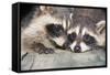 Tw Baby Raccoon-EEI_Tony-Framed Stretched Canvas