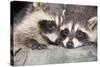 Tw Baby Raccoon-EEI_Tony-Stretched Canvas