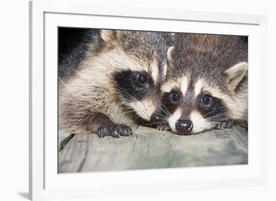 Tw Baby Raccoon-EEI_Tony-Framed Photographic Print