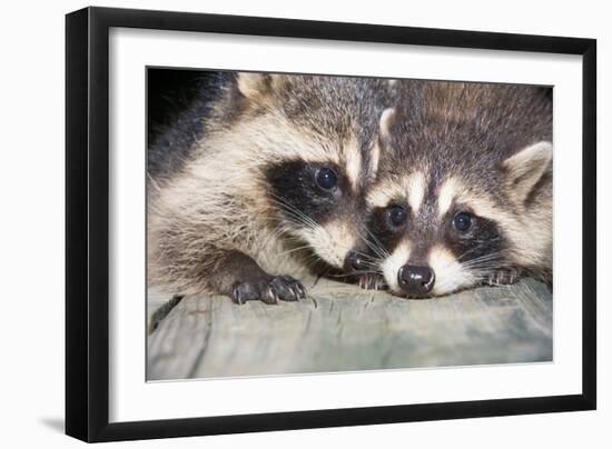 Tw Baby Raccoon-EEI_Tony-Framed Photographic Print