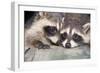 Tw Baby Raccoon-EEI_Tony-Framed Photographic Print