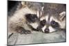 Tw Baby Raccoon-EEI_Tony-Mounted Photographic Print