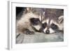 Tw Baby Raccoon-EEI_Tony-Framed Photographic Print