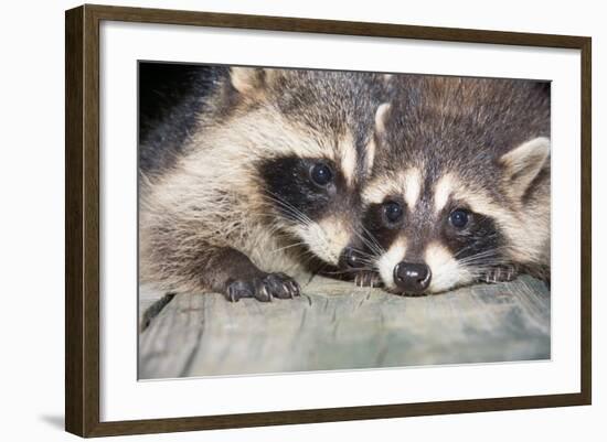 Tw Baby Raccoon-EEI_Tony-Framed Photographic Print