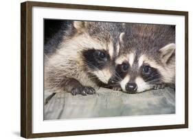 Tw Baby Raccoon-EEI_Tony-Framed Photographic Print