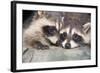 Tw Baby Raccoon-EEI_Tony-Framed Photographic Print