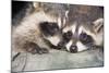 Tw Baby Raccoon-EEI_Tony-Mounted Photographic Print