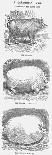 A Darwinian Idea, 1865-TW Woods-Mounted Giclee Print