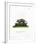 Twelve-Banded Armadillo-null-Framed Giclee Print