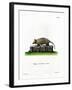 Twelve-Banded Armadillo-null-Framed Giclee Print