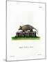 Twelve-Banded Armadillo-null-Mounted Giclee Print
