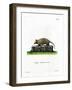 Twelve-Banded Armadillo-null-Framed Giclee Print