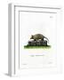 Twelve-Banded Armadillo-null-Framed Giclee Print