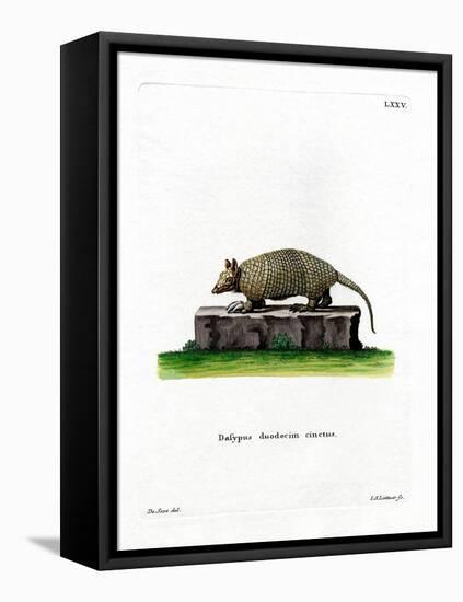 Twelve-Banded Armadillo-null-Framed Stretched Canvas