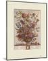 Twelve Months of Flowers, 1730, February-Robert Furber-Mounted Art Print