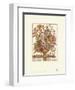 Twelve Months of Flowers, 1730, September-Robert Furber-Framed Art Print