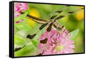 Twelve-Spot Skimmer Dragonfly Female Resting-null-Framed Stretched Canvas