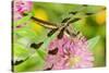 Twelve-Spot Skimmer Dragonfly Female Resting-null-Stretched Canvas