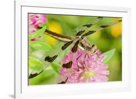 Twelve-Spot Skimmer Dragonfly Female Resting-null-Framed Photographic Print