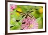 Twelve-Spot Skimmer Dragonfly Female Resting-null-Framed Photographic Print